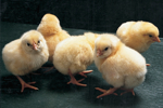 Breeding  Harima, domestic meat-type chicken, to rise self-sufficiency.