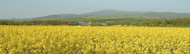 Continued consumption of more than half the domestically grown rapeseed helps the country's self-sufficiency.