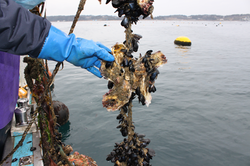 一般的なかき養殖では、複数のかきが一緒に生育するとともに他の貝や海藻などが付着します
