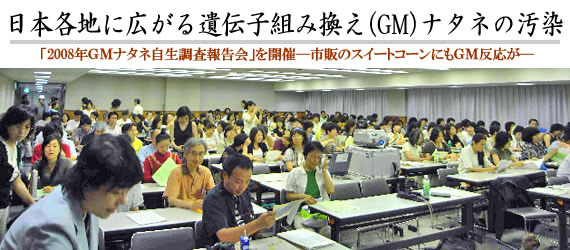 日本各地に広がる遺伝子組み換え（GM）ナタネの汚染  
