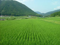 飼料米作付け風景