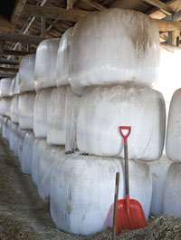 牛舎に積み上げられている稲発酵粗飼料