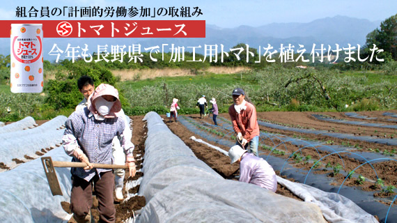 今年も長野県で「加工用トマト」を植え付けました