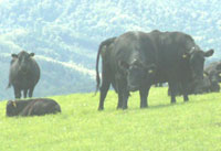 草を食むアンガス牛