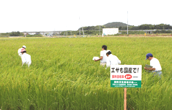 視察会には山口県農林総合技術センターも参加し、坪あたりの稲の株数などを計測。飼料用米を今後栽培するうえで、貴重なデータを収集しました