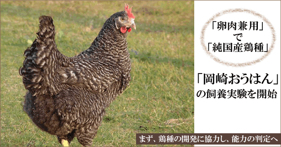 「卵肉兼用」で「純国産鶏種」「岡崎おうはん」の飼養実験を開始