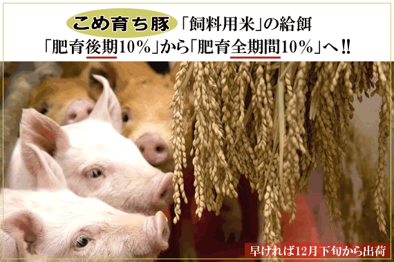 こめ育ち豚「飼料用米」の給餌「肥育後期10%」から「肥育全期間10%」へ!!
