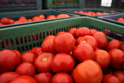 宮城県亘理町で初収穫された加工用トマト