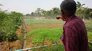 バンコクの消費者に有機農産物を提供する農家