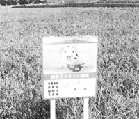 直まき栽培した飼料米のモデル圃場（８月、遊佐町共同開発米部会提供）