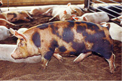 平牧三元豚、バークシャには1頭当たり約40キログラム、平牧金華豚には1頭当たり約50キログラムの米を与えている。「こめ育ち豚」として年間16万頭を出荷