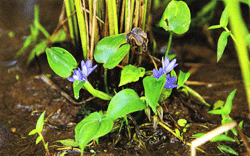 青紫色の花はかれんだが、農家を苦しめる雑草の代表格「コナギ」