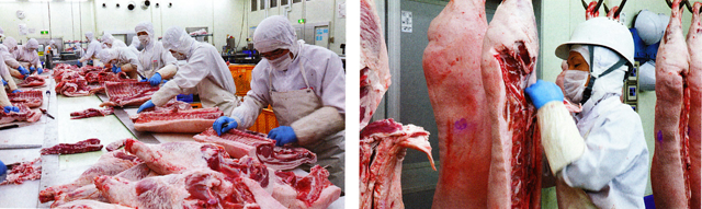 厳重な管理の下で行われている豚肉の解体作業