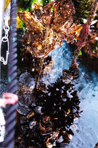 ムール貝が付着したカキと温湯処理してそれを取り除いたカキ。カキの成長を促すために雑貝の温湯処理（65度で30秒ほど）は、真夏に陸上で行うのが通例だ