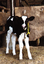 子牛が生まれて初めて、乳牛は乳が搾れるようになる