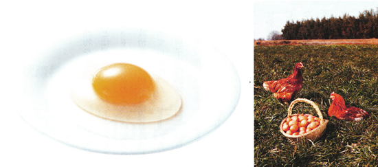 国産鶏種「もみじ」と「もみじ」の卵（右）。トウモロコシの使用が少ないこともあり、黄身は淡いレモンイエローだ。左はイメージ