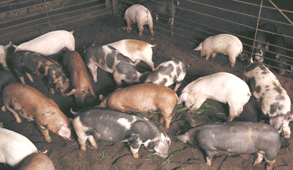 平田牧場の豚舎
