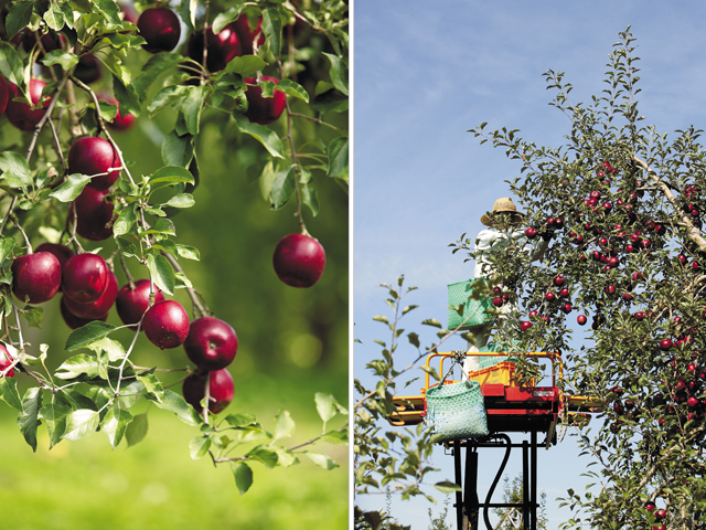 真っ赤に色づいた紅玉。高い枝に実ったりんごはリフトにのって収穫します
