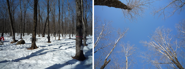 カナダ・ケベック州のメープル林。サトウカエデの幹に傷をつけ、そこからあふれ出す樹液を採取する。チューブを使う方法が一般的だが、一部の生産者はバケツに集める伝統的な方法で採取している。