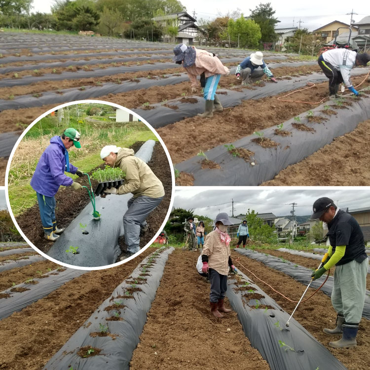 「信州トマトジュース」の原料になる加工用トマトの作付け風景