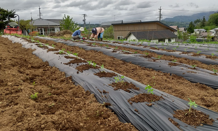 長野県飯綱町の加工用トマト畑の風景。生活クラブ長野の組合員が苗を定植しました。