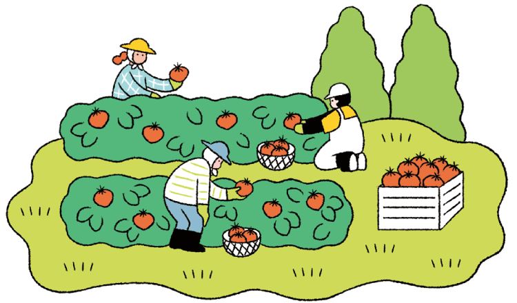 「信州トマトジュース」の原料の加工用トマトを収穫しているイラスト