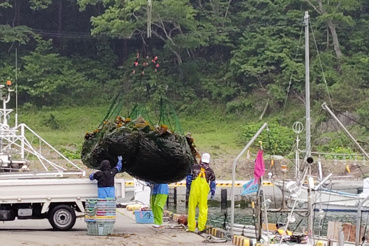 収穫された養殖昆布