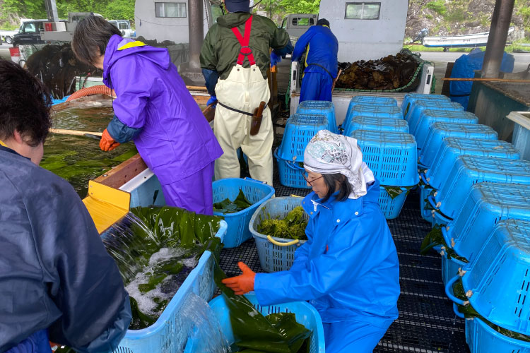昆布を海水でボイル・冷却します
