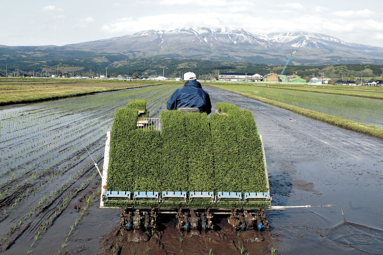 田植え