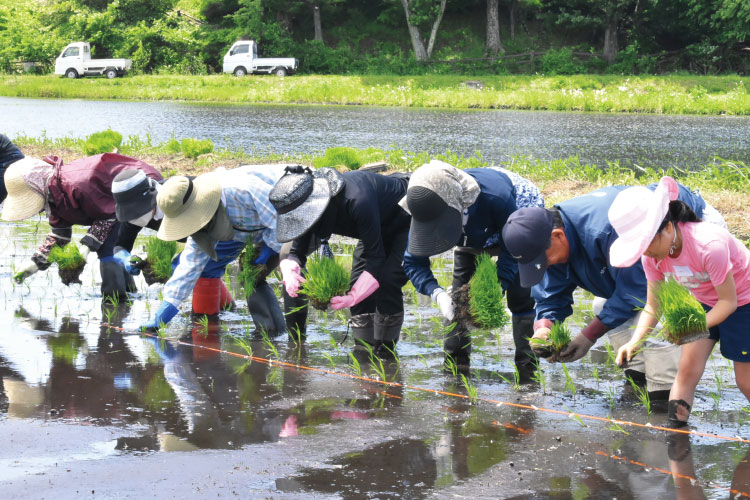 田植えの様子