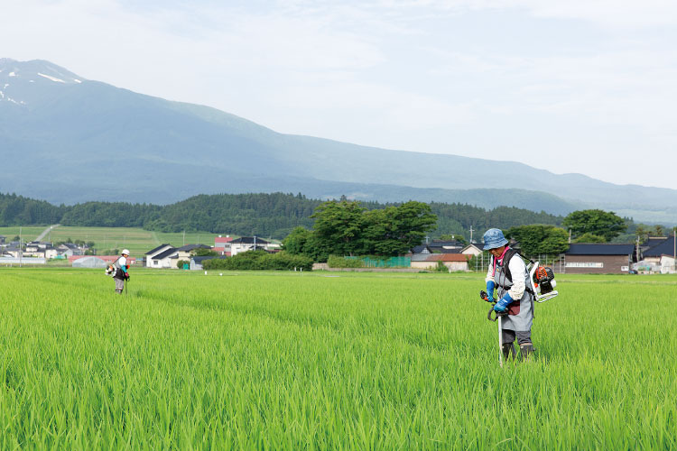水田風景