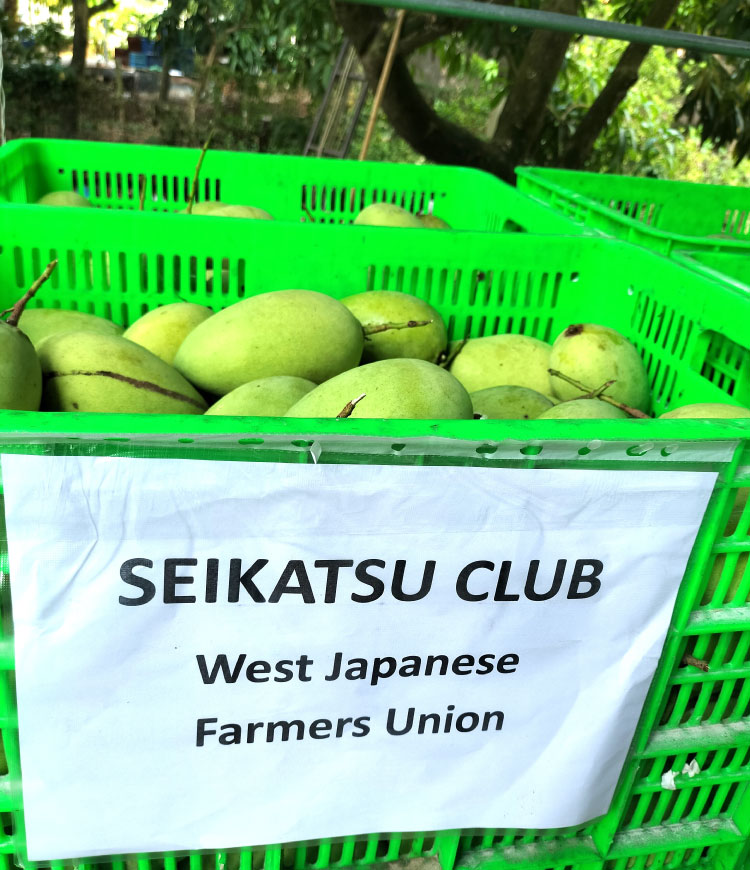生活クラブ用のマンゴーが入ったコンテナ（SEIKATSU CLUB west Japanese farmers union）