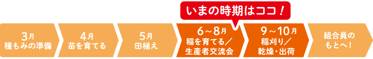 共同開発米の9ヶ月 スケジュール表画像