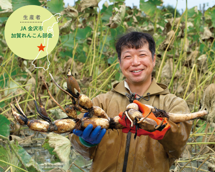 加賀れんこんの茶色い皮は新鮮な証　