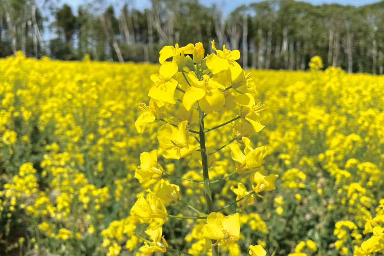 なたねの花畑