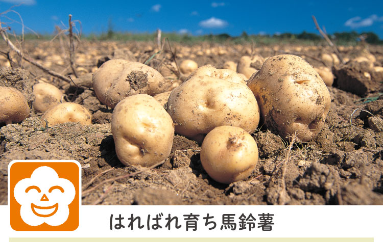 はればれ育ち馬鈴薯700g