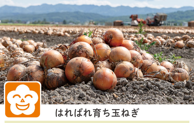 はればれ育ち玉ねぎ700g