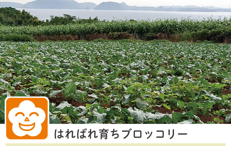 はればれ育ちブロッコリー1個