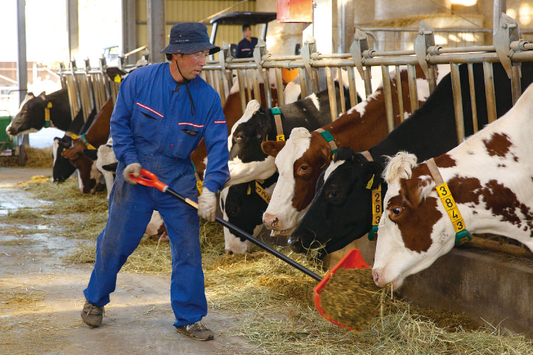 生産者による牛への給餌