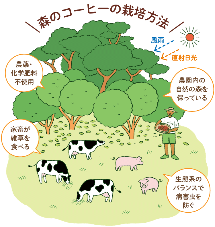 森のコーヒーの栽培方法