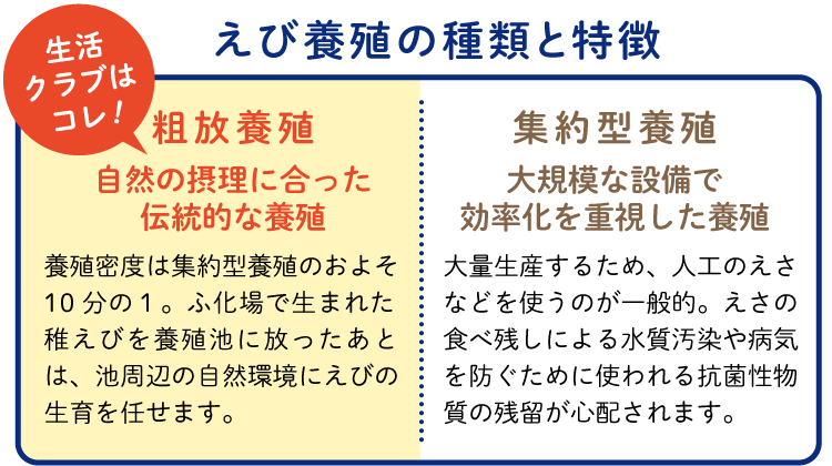 えび養殖の種類と特徴
