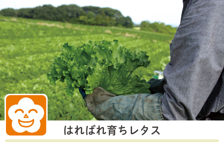 はればれ育ちレタス