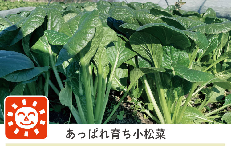 あっぱれ育ち小松菜
