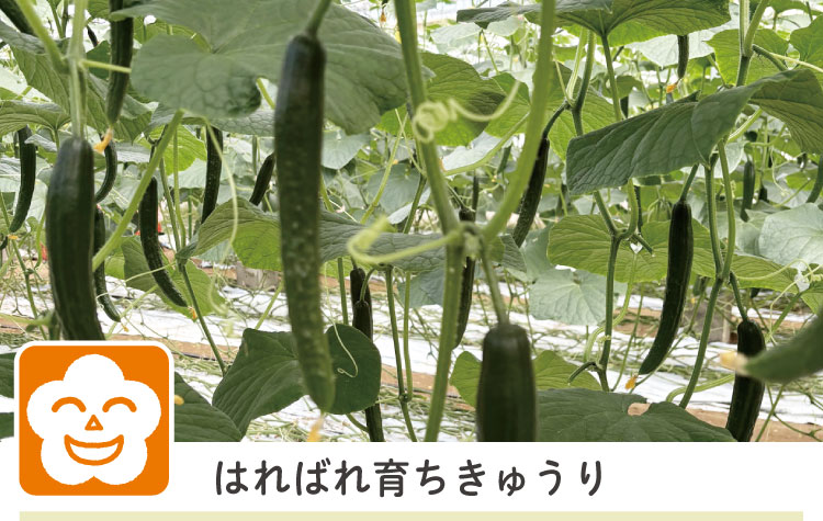 はればれ育ちきゅうり