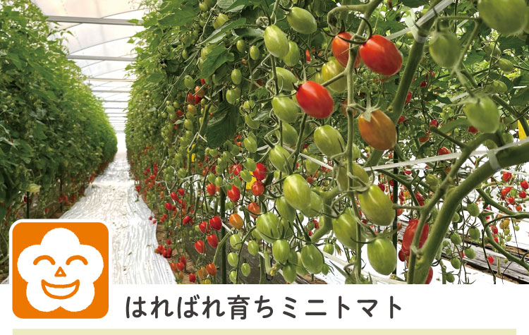はればれ育ちミニトマト