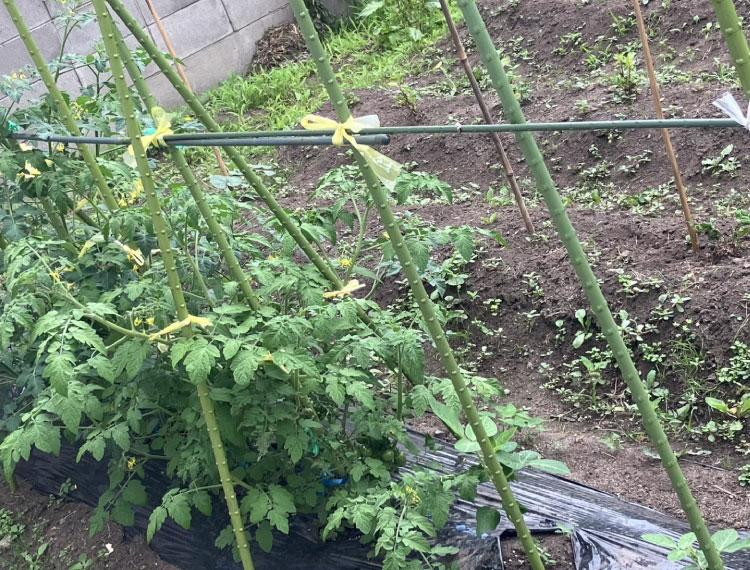 畑