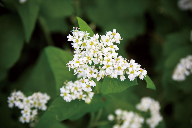 ソバ畑（花）