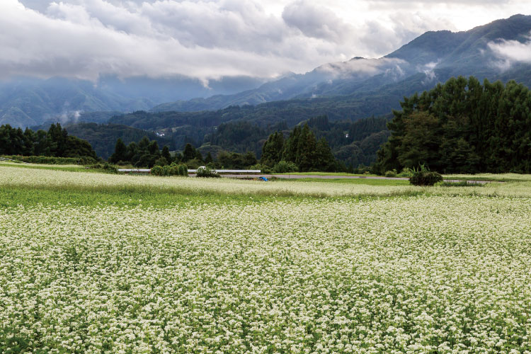 ソバ畑