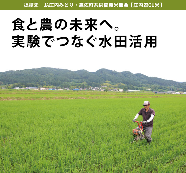 食と農の未来へ。 実験でつなぐ水田活用　提携先　JA庄内みどり・遊佐町共同開発米部会【庄内遊YOU米（ゆうゆうまい）】