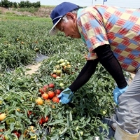 国産加工用トマトの収穫減に伴い、トマトケチャップの原料を一時変更してお届けします